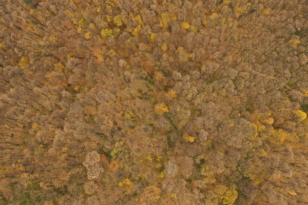 Foto Aérea Uma Floresta Colorida Outono — Fotografia de Stock