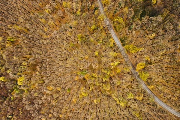 Vista Aérea Bela Estrada Floresta Outono — Fotografia de Stock