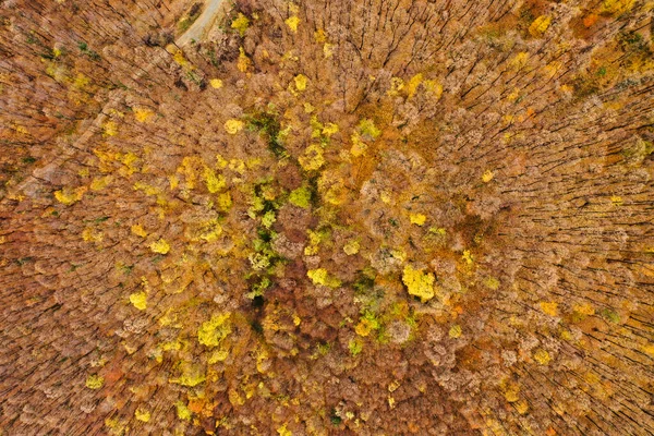 Foto Aérea Uma Floresta Colorida Outono — Fotografia de Stock