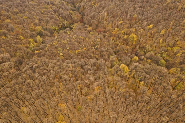 Foto Aérea Uma Floresta Colorida Outono — Fotografia de Stock