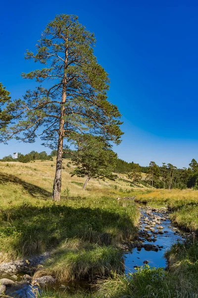 Blick Auf Den Fluss Crni Rzav Auf Dem Berg Zlatibor — Stockfoto