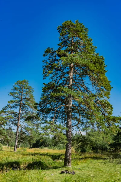 セルビアのZlatibor山の常緑樹を見る — ストック写真