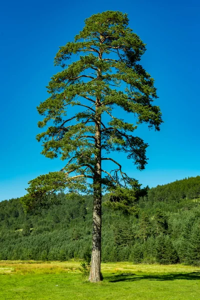 Вид Вечнозеленые Деревья Горе Златибор Сербии — стоковое фото