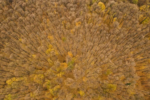 Foto Aérea Uma Floresta Colorida Outono — Fotografia de Stock