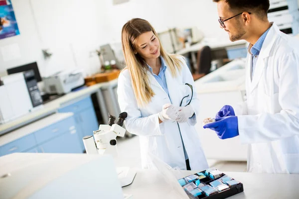 Jeunes Chercheurs Analysant Des Données Chimiques Laboratoire — Photo