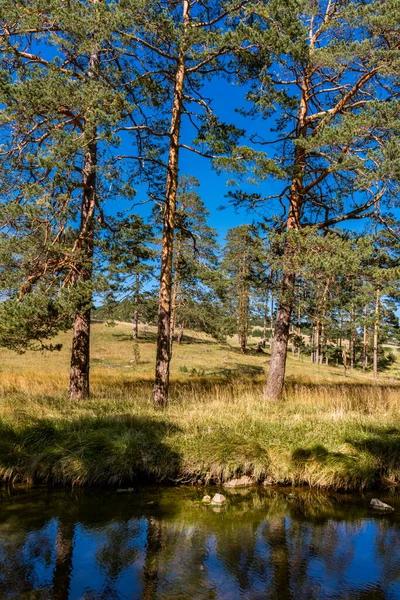 Sırbistan Zlatibor Dağındaki Crni Rzav Nehrinin Manzarası — Stok fotoğraf