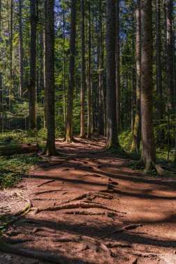 Sırbistan 'ın Tara dağındaki turba bataklık ormanı Red Creek' e (Crveni potok) bak