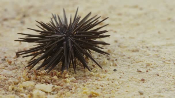 Sea urchin on sand — Stock Video