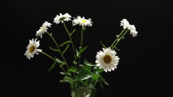 Stelletje witte madeliefjes in een glazen vaas roterende — Stockvideo