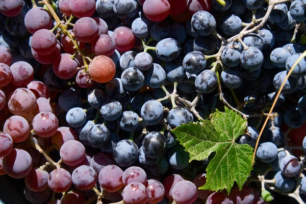Latar Belakang Tampilan Atas Dari Berbagai Macam Anggur — Stok Foto