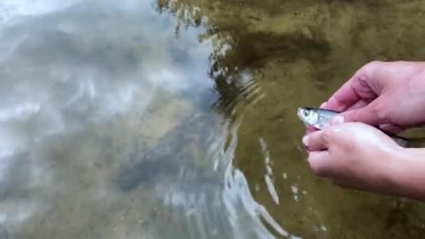 Menschliche Hände Lassen Kleine Fische Einem Fluss Frei — Stockvideo