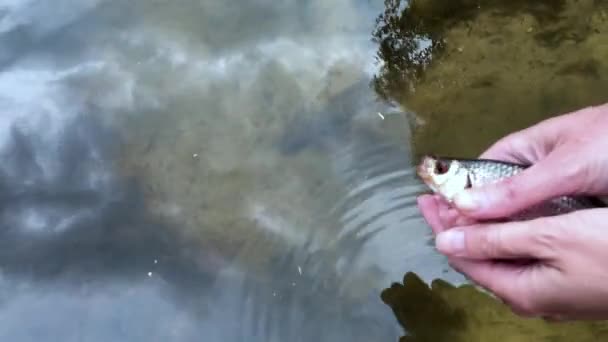 Human hands releasing small fish in river — Stock Video