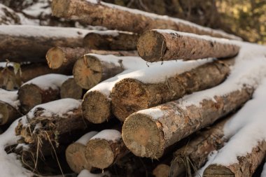 Ahşap güverte kar altında. Renkli kış orman.