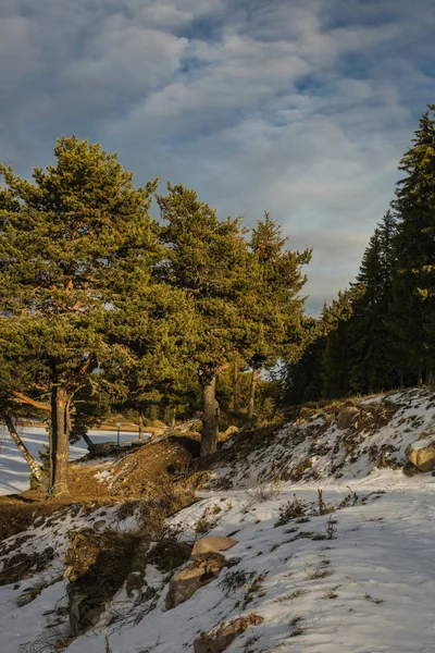 Kış Şaşırtıcı Karlı Manzarası — Stok fotoğraf