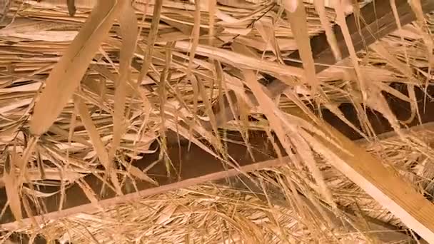 Plażowy Parasol Pokryte Liści Palmowych Macha Wiatr Zbliżenie — Wideo stockowe