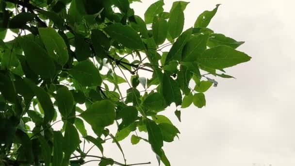 曇り空の前に緑の枝のクローズ アップ映像 — ストック動画
