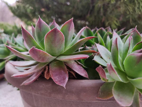 Mooie roze bloemen in pot — Stockfoto