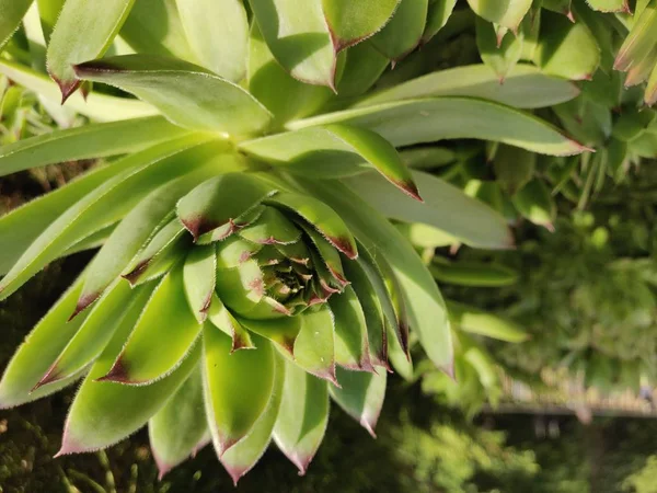 Plantes Succulentes Vert Vif Gros Plan — Photo