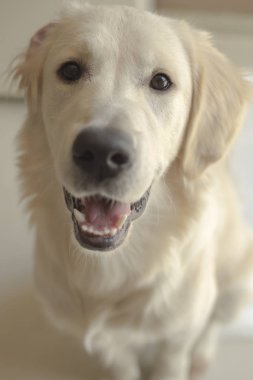 şirin beyaz labrador güneşli odada dinlenme 