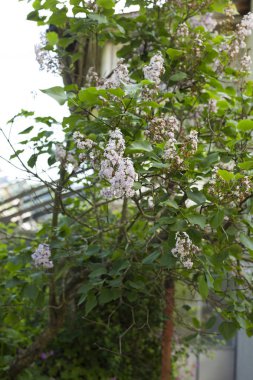 güneşli bir günde evin yakınındaki bahçede açan güzel beyaz leylak ağacı 