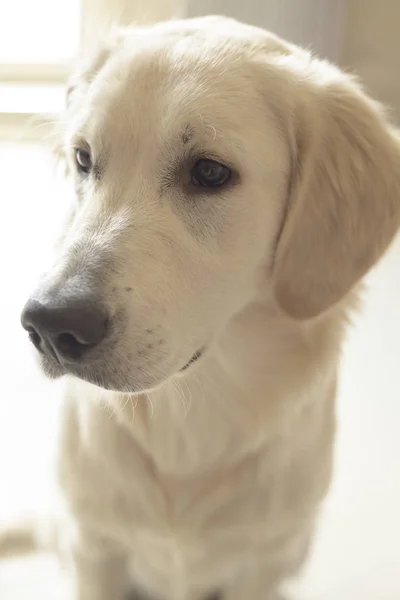 Schattige Witte Labrador Rusten Zonovergoten Kamer — Stockfoto