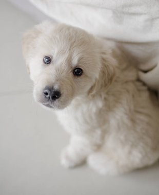 Evde Altın retriever köpek yavrusu yakın