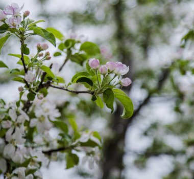 bahar açan ağaç yakın