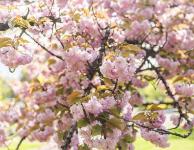 bahar açan ağaç yakın