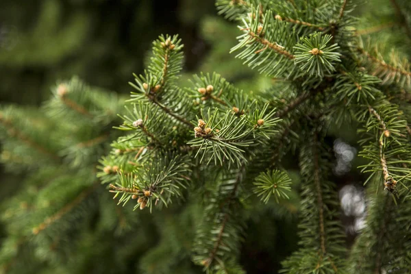 Close Van Een Bijkantoor Pine — Stockfoto