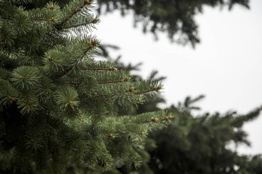 Bir çam dalı görünümünü kapat