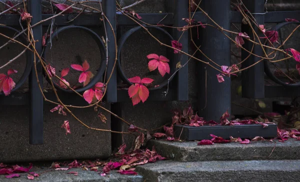 Old Pink Rose Garden — Stock Photo, Image