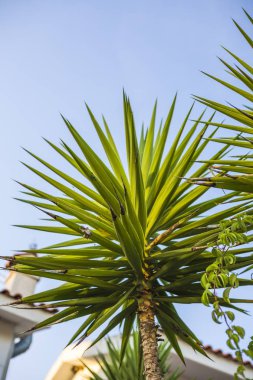 Mavi gökyüzü arka planında palmiye ağaçları