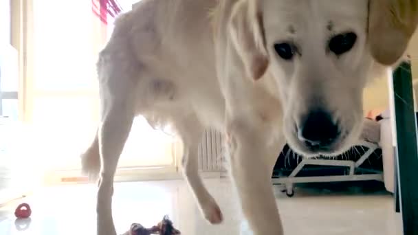 Golden Retriever Eats Meat Dog Bowl Kitchen — Stock Video