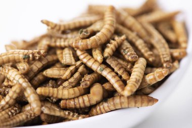 closeup of some fried worms seasoned with garlic and herbs in a white ceramic bowl clipart