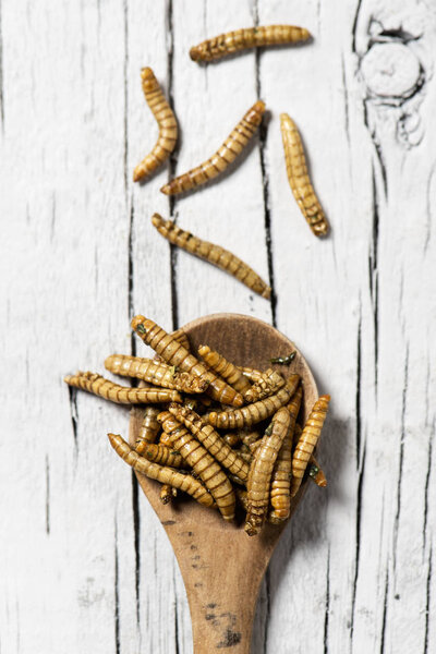 high angle shot of some fried worms seasoned with garlic and herbs, in a wooden spoon, on a rustic white wooden table