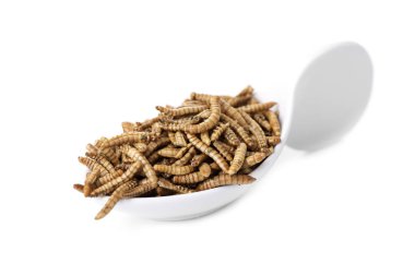 some fried worms seasoned with garlic and herbs in a white ceramic bowl, on a white background clipart