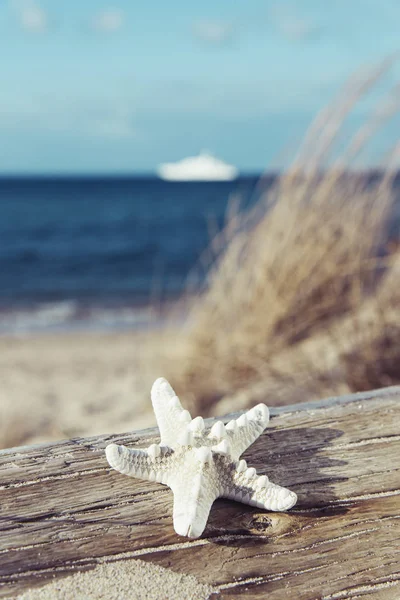 Zbliżenie Rozgwiazdy Stary Sprany Pnia Plaży Morza Statek Tle — Zdjęcie stockowe