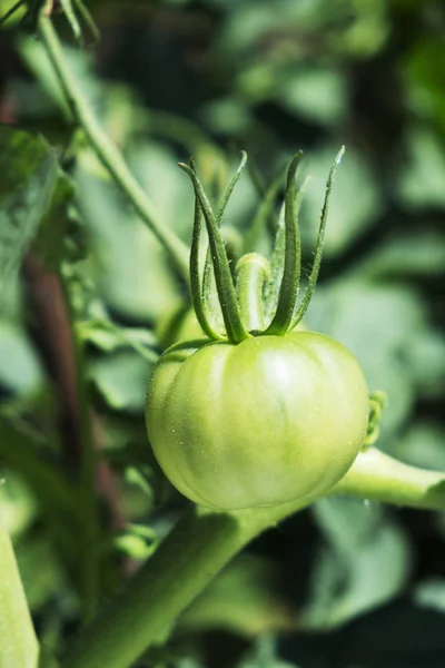 Close Van Een Groene Tomaten Rijpen Fabriek Een Biologische Boomgaard — Stockfoto