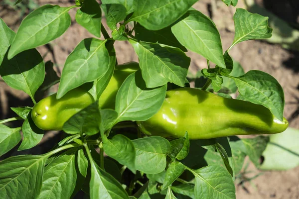 Closeup Some Sweet Italian Peppers Ripening Plant Organic Orchard — Stock Photo, Image