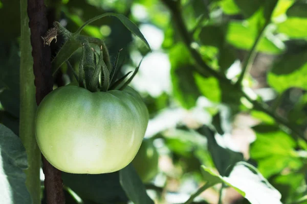 有機果樹園の植物のグリーン トマトのクローズ アップ — ストック写真