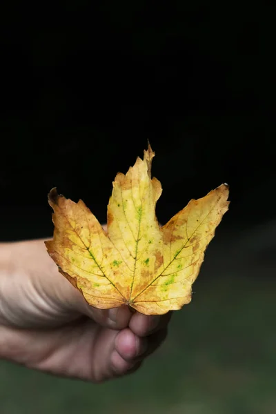 Närbild Kaukasiska Man Med Ett Torrt Löv Handen — Stockfoto