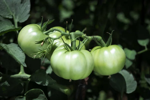 Zbliżenie Niektórych Zielonych Pomidorów Dojrzewających Zakładzie Ekologicznej Sadzie — Zdjęcie stockowe