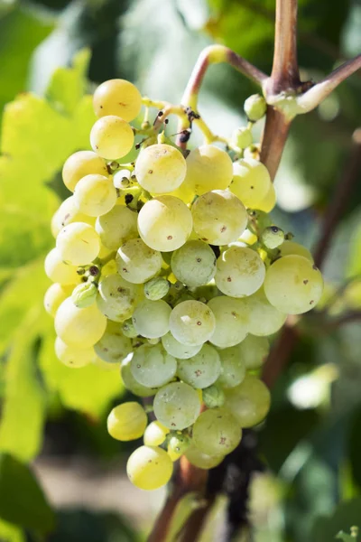 一串白色葡萄挂在一个有机葡萄园的小道消息特写 — 图库照片
