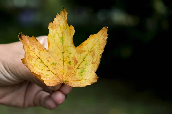 Närbild Kaukasiska Man Med Ett Torrt Löv Handen — Stockfoto