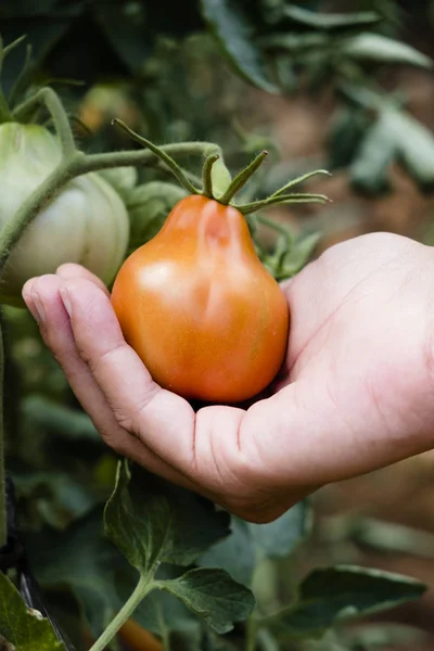 Gros Plan Jeune Homme Caucasien Cueillant Une Tomate Dans Verger — Photo