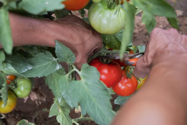 Primer Plano Joven Caucásico Recogiendo Algunos Tomates Planta Huerto Orgánico — Foto de Stock