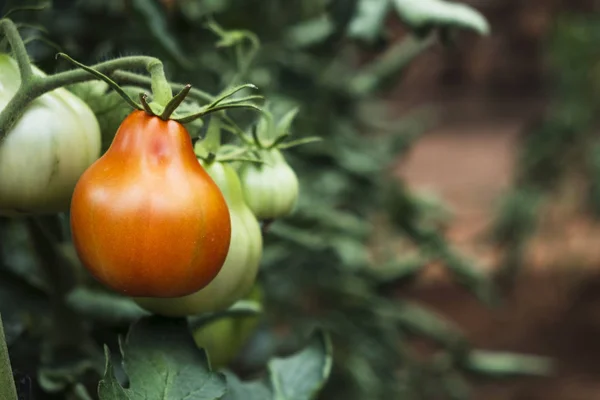 Close Van Sommige Groene Tomaten Rijpen Fabriek Een Biologische Boomgaard — Stockfoto