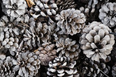 Kuru çam kozalakları yığını closeup