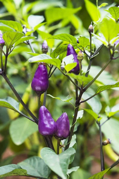 Primo Piano Una Pianta Capsicum Annuum Con Piccoli Peperoni Viola — Foto Stock