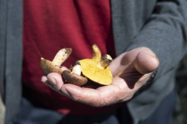 tatlı bir yaşlı beyaz adamın sarı şövalye ile mantar, olarak da bilinen adam sırtında elinde